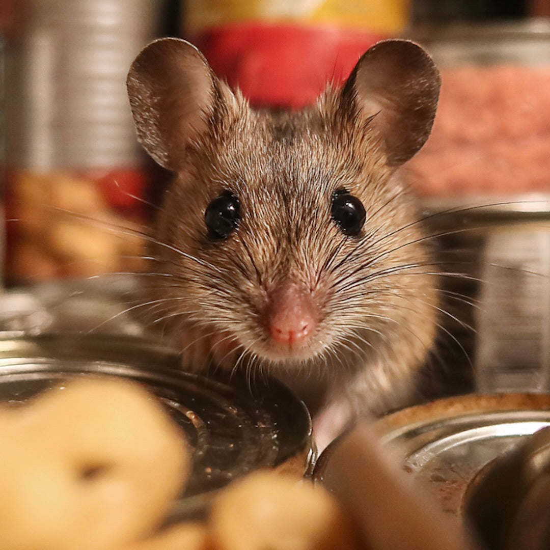 I Hate Mice - Tips to Control Hantavirus Risk