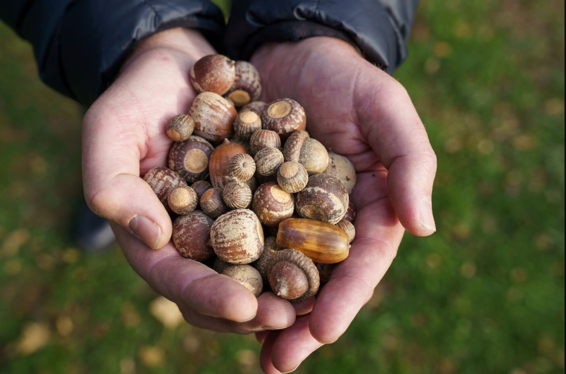 7 of the Easiest Foods You Can Find in Eastern Forests