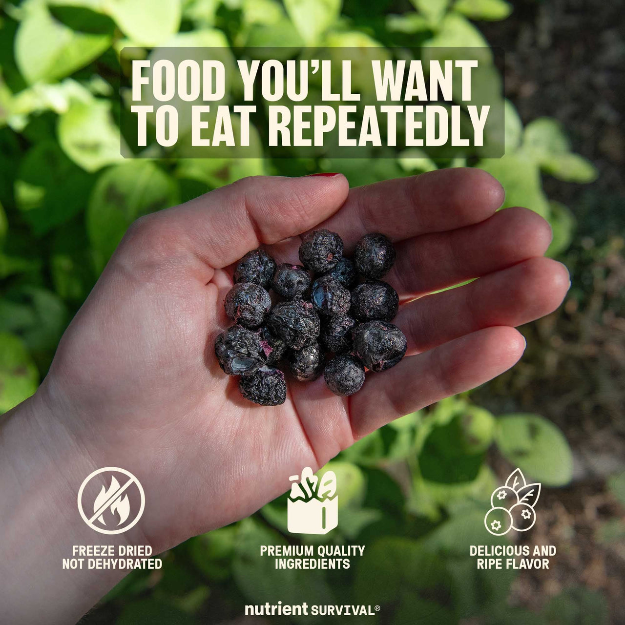 Freeze Dried Blueberries #10 Can – product photo 4
