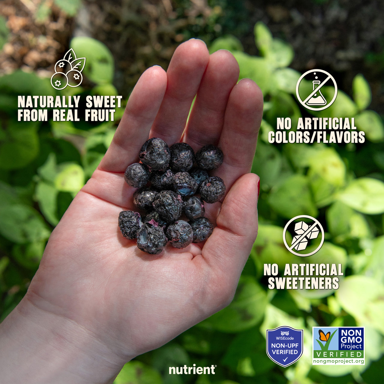 Blueberry Fruit Crisps 6-Pack